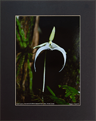 Matted Ghost Orchid 2