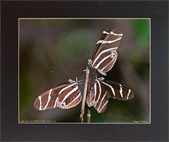 Matted Longwing 1