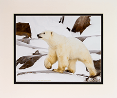 Matted Walking Polar Bear 2