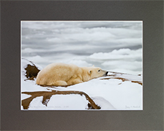 Matted Resting polar bear 3