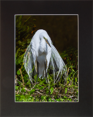 Matted Great Egret 1