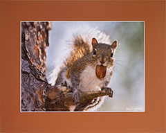 Matted Gray Squirrel 1