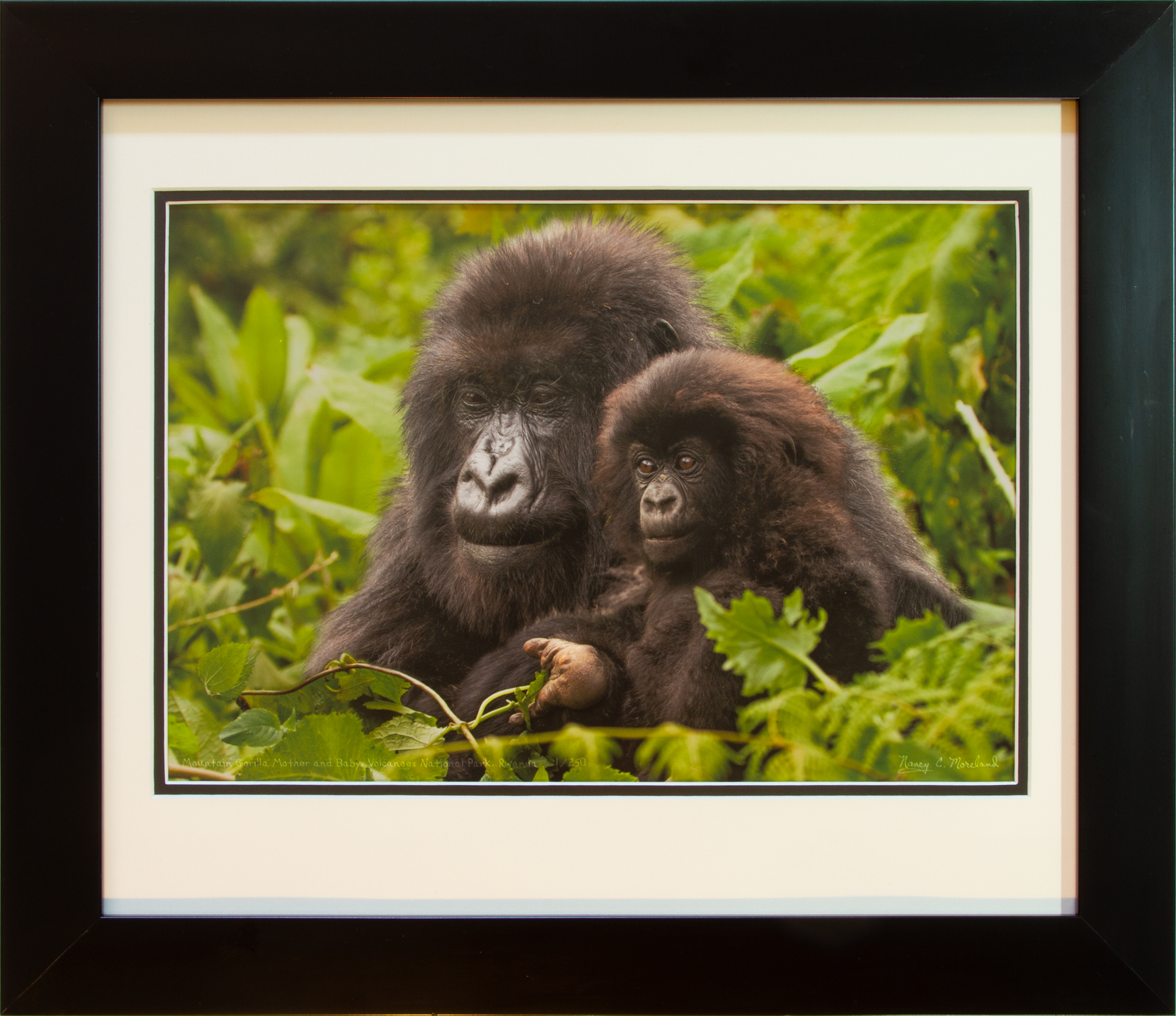 Framed Mother gorilla 1