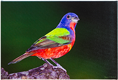 Small Canvas Male Bunting