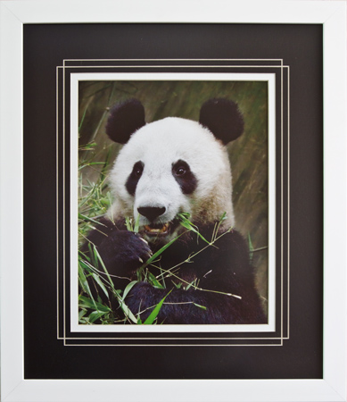 Framed image of Giant Panda Eating