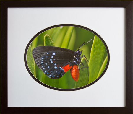 Framed image of Atala Butterfly