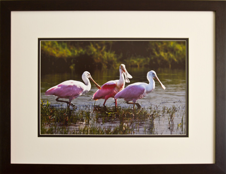 Framed image of Roseate Spoonbills