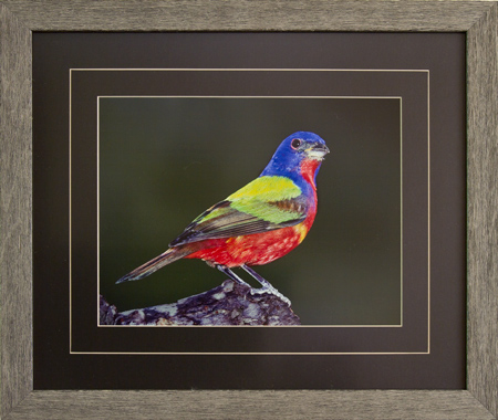 Framed image of Male Painted Bunting